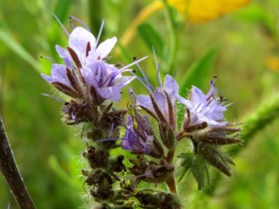 20140820Phacelia_tanacetifolia1