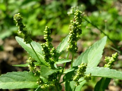 20140824Mercurialis_annua1