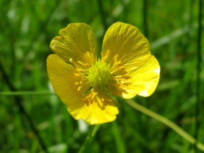 20140824Ranunculus_acris1