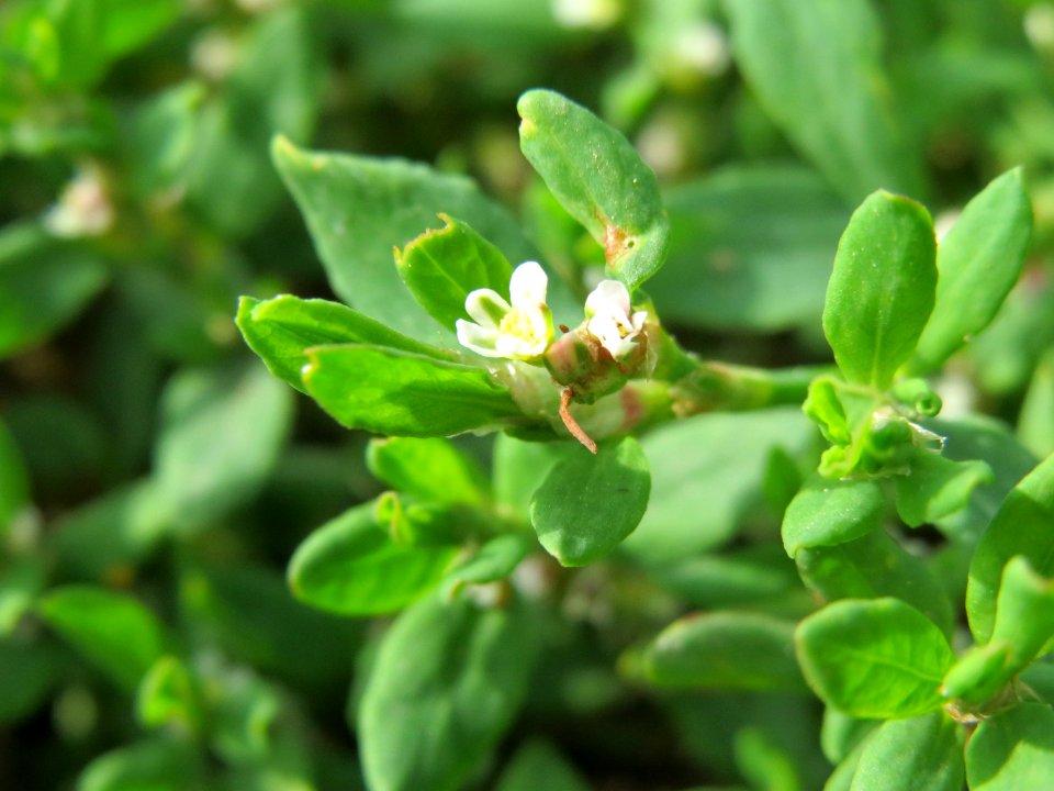 20140820Polygonum_aviculare1