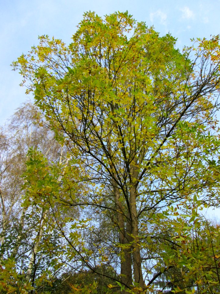 20141026Habsterwiesen_Saarbruecken02