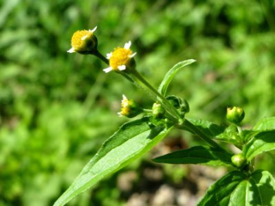 20140824Galinsoga_parviflora1