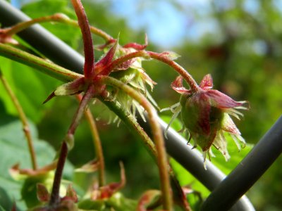 20140826Humulus_lupulus