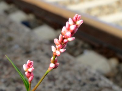 20140820Persicaria_lapathifolia