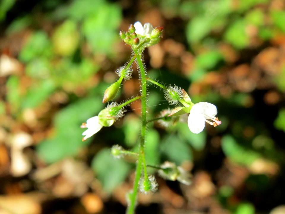 20140827Circaea_lutetiana