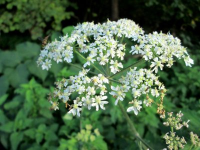 20141026Heracleum_sphondylium3