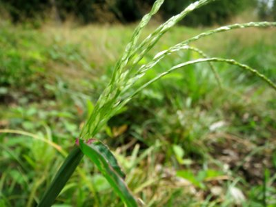 20140820Digitaria_sanguinalis2