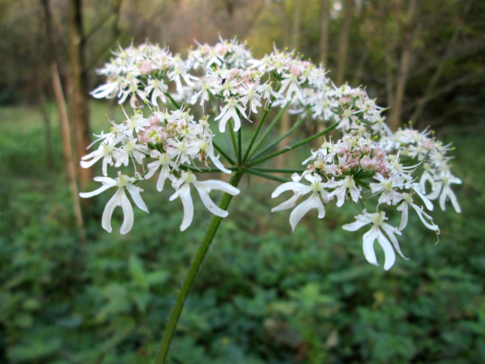 20141026Heracleum_sphondylium2