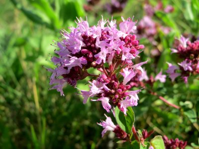 20140827Origanum_vulgare5