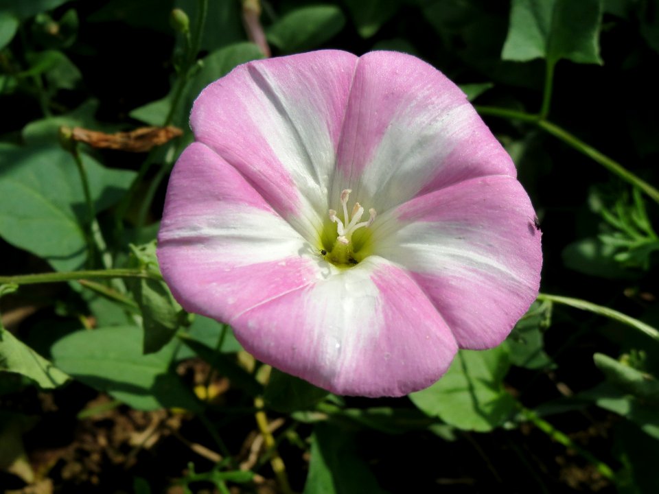 20140802Convolvulus_arvensis1