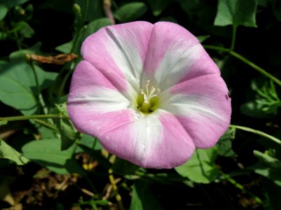 20140802Convolvulus_arvensis1