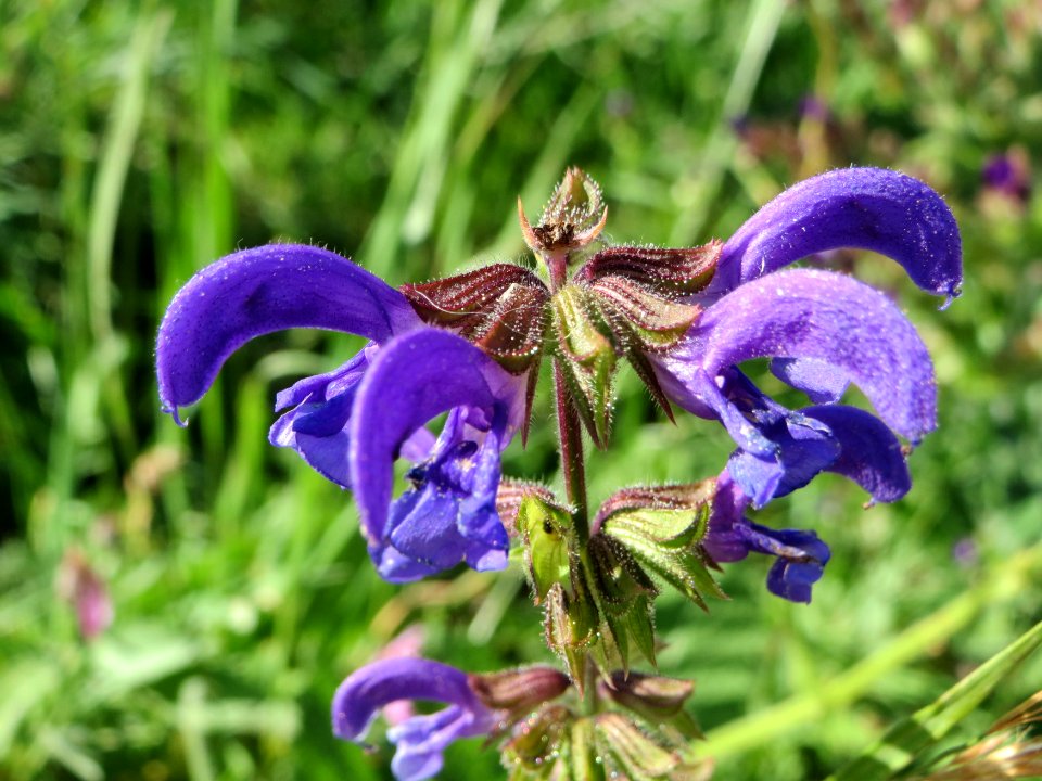 20140827Salvia_pratensis1