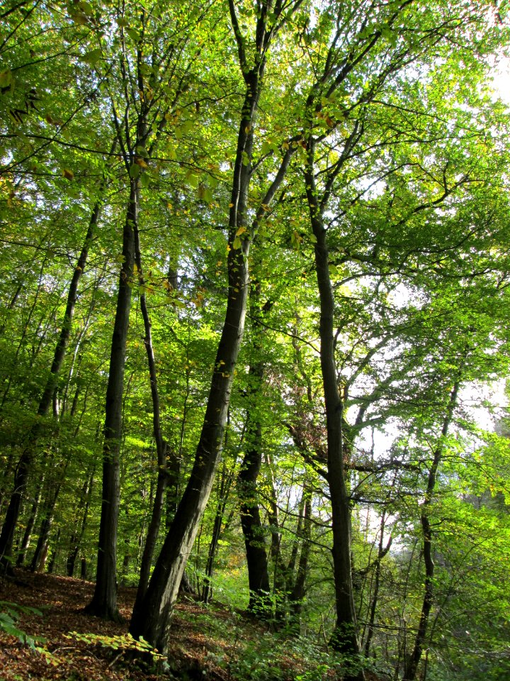 20141026Habsterwiesen_Saarbruecken07