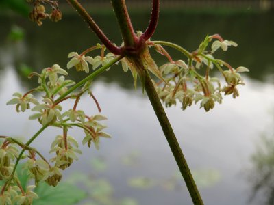 20140829Humulus_lupulus5 photo