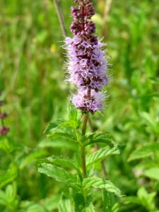 20140727Mentha_spicata3