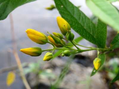20140829Lysimachia_vulgaris1
