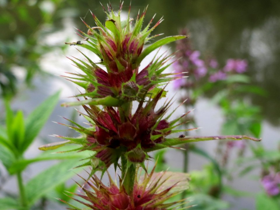 20140829Stachys_palustris3