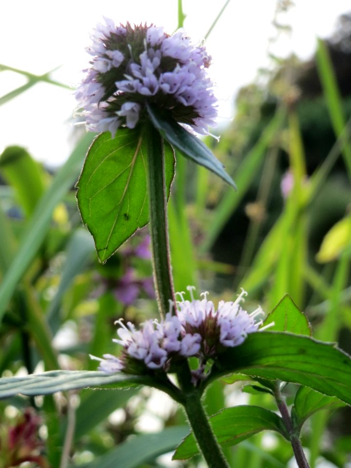20140829Mentha_aquatica7