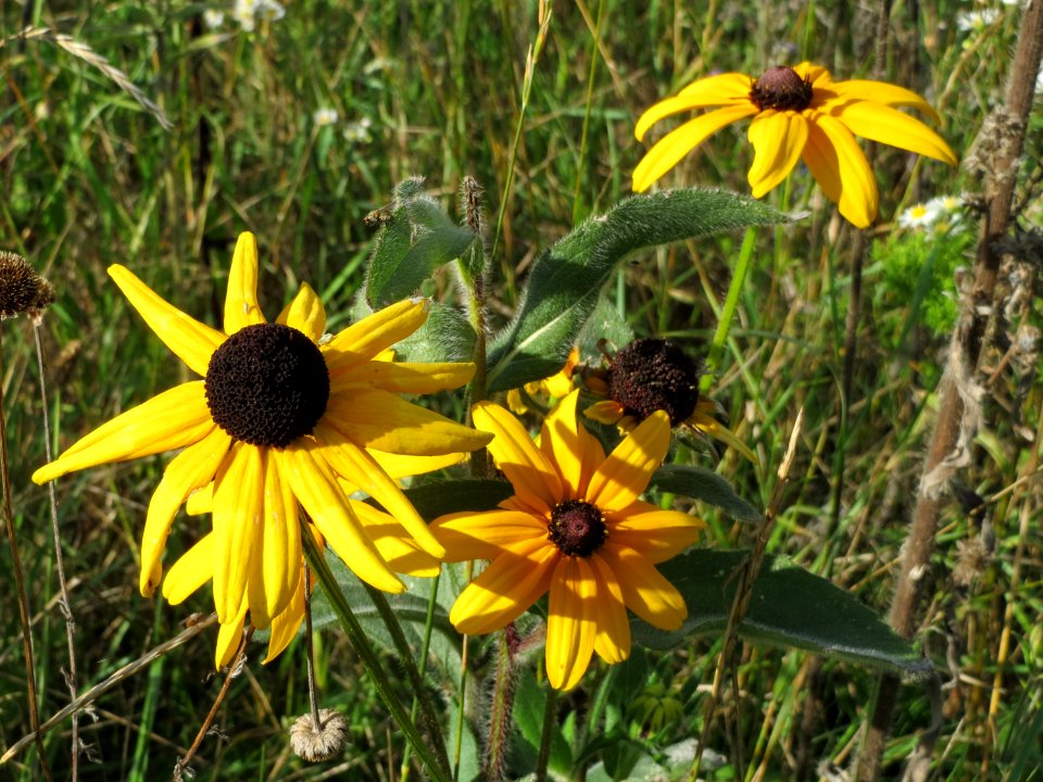 20140827Rudbeckia_hirta5