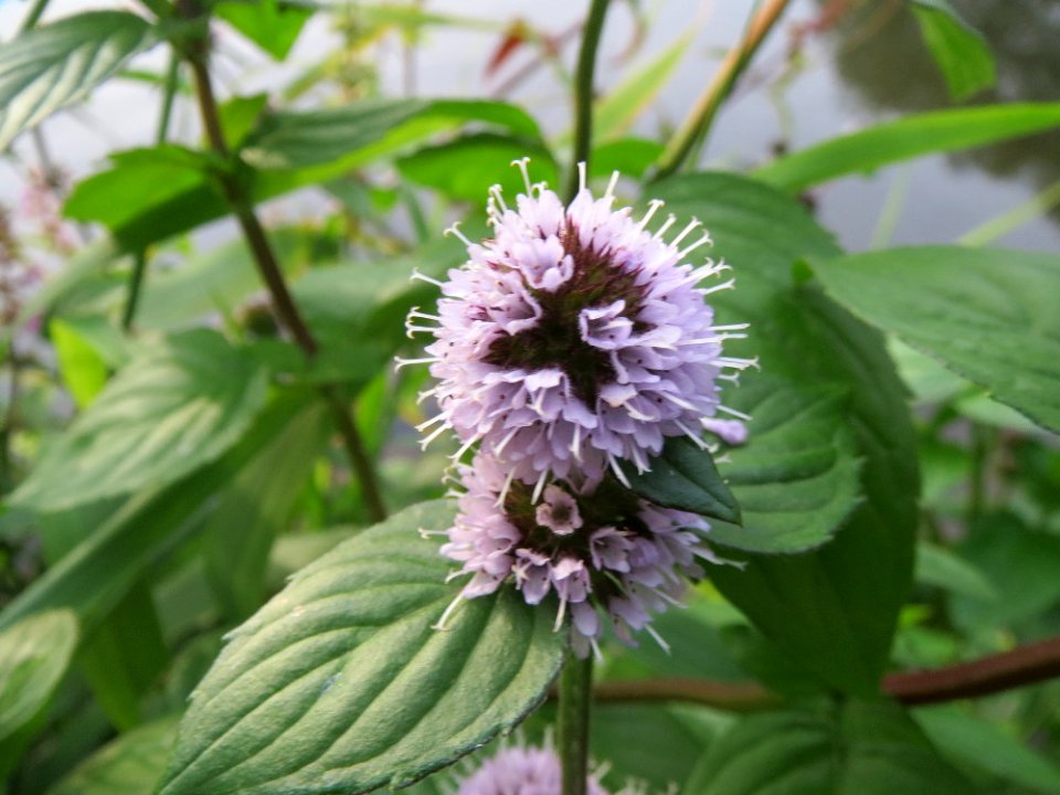 20140829Mentha_aquatica6