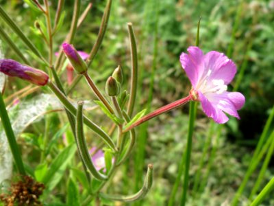 20140727Epilobium_hirsutum3