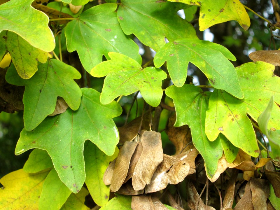 20141031Acer_campestre3