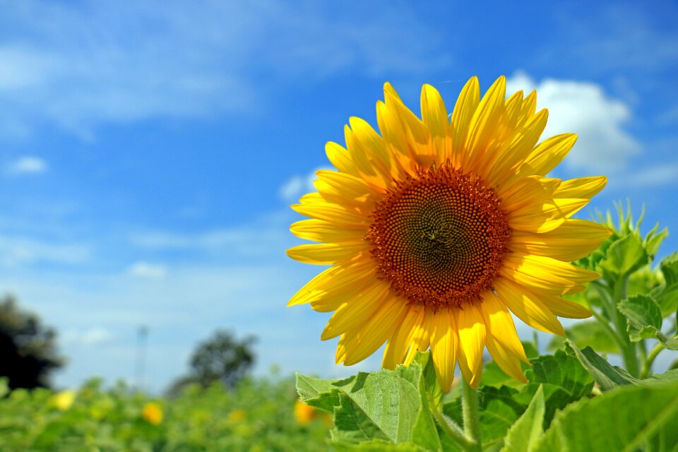 Sky yellow blue sunflower
