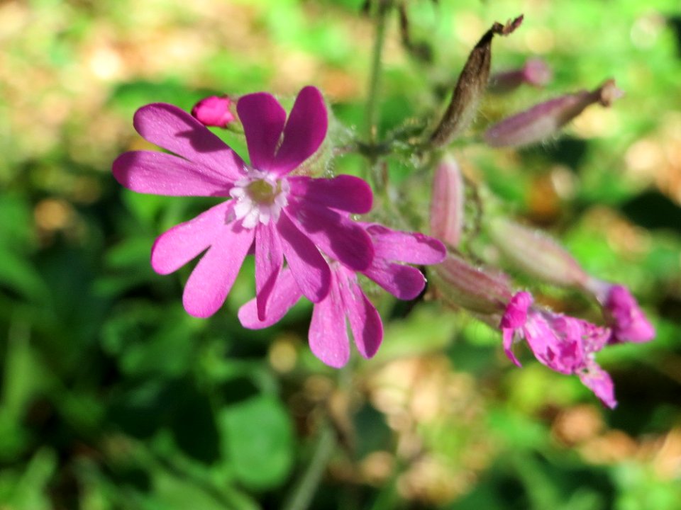 20140827Silene_dioica