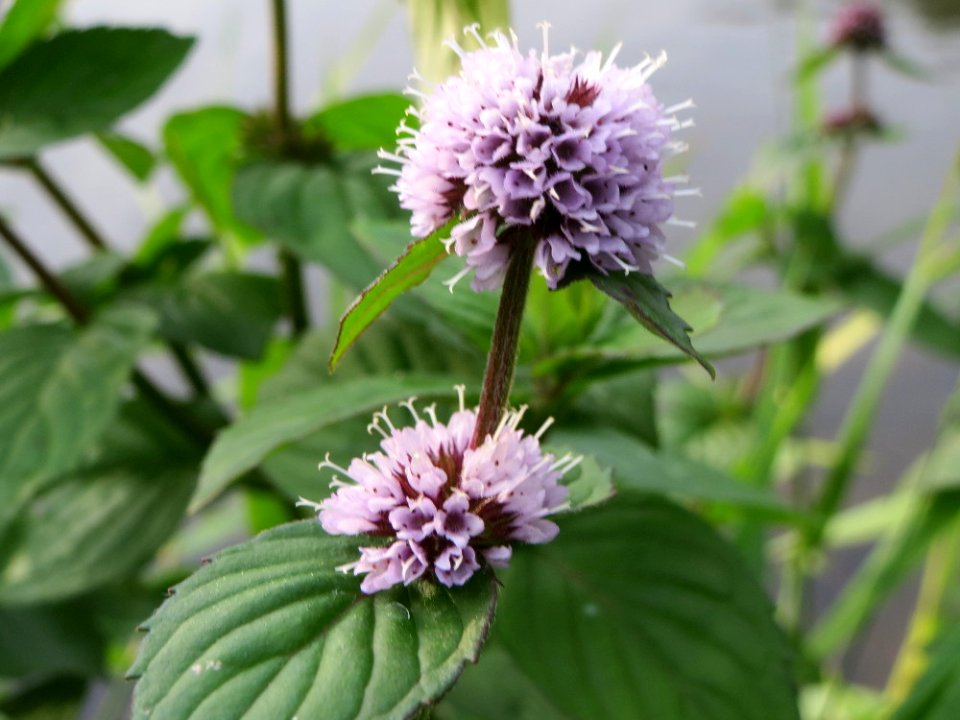 20140829Mentha_aquatica4