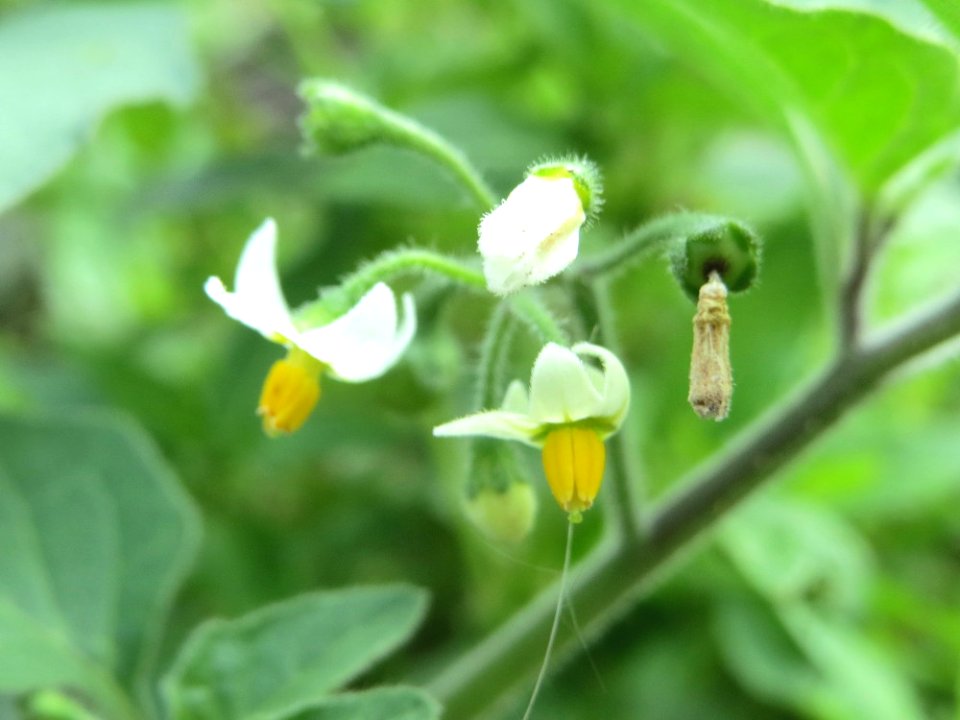 20140727Solanum_nigrum