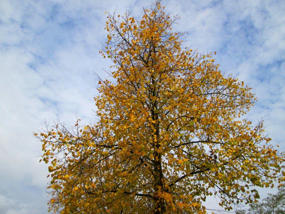 20141031Tilia_cordata2