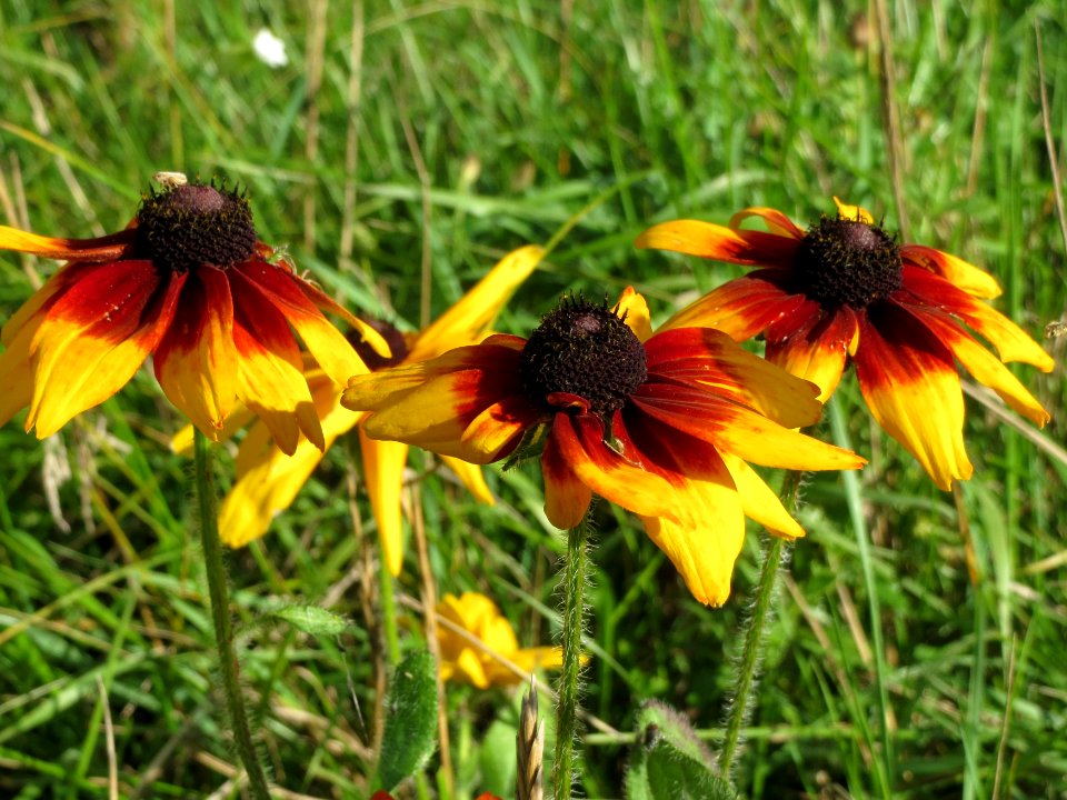 20140827Rudbeckia_hirta6