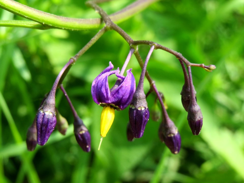 20140727Solanum_dulcamara
