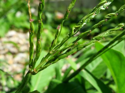 20140824Digitaria_sanguinalis1