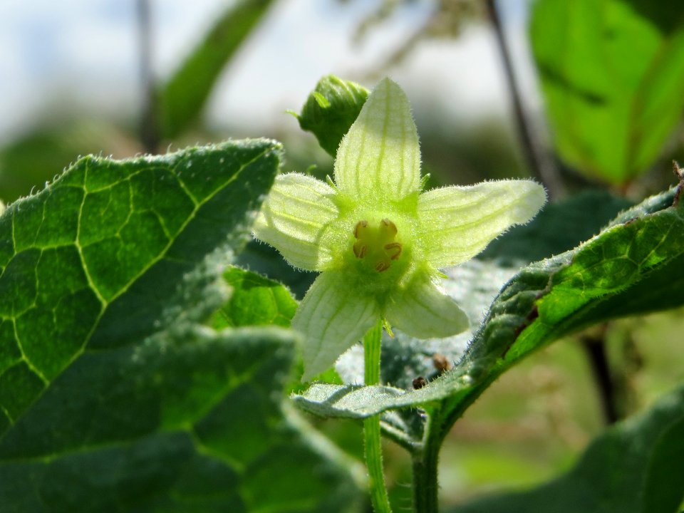 20140824Bryonia_dioica2