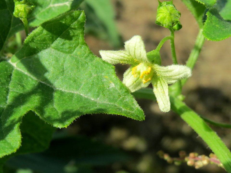20140824Bryonia_dioica1