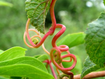 20140729Parthenocissus_quinquefolia2