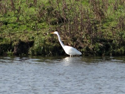 20141028_Oostvaardersplassen_zilverreiger