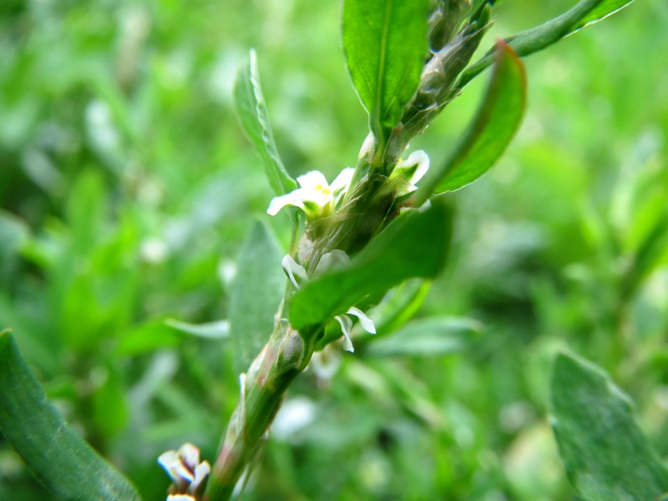 20140823Polygonum_aviculare