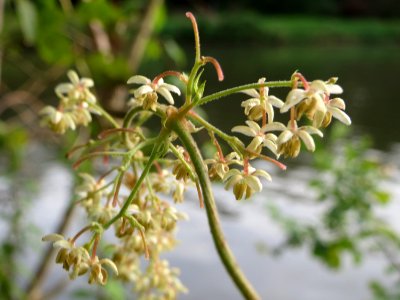 20140829Humulus_lupulus2 photo