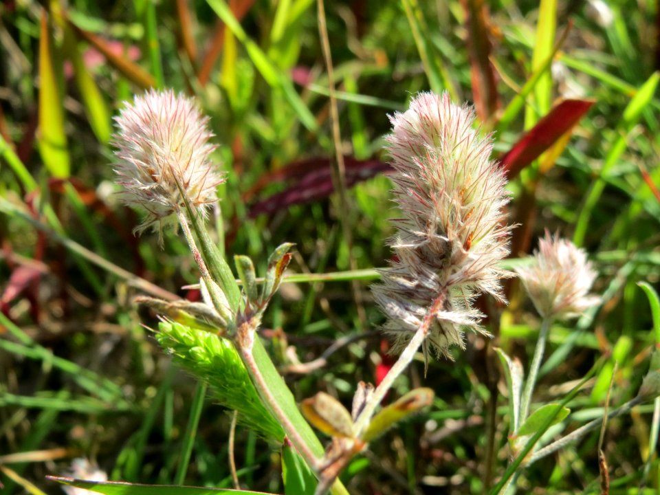 20140827Trifolium_arvense1