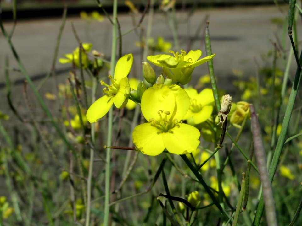 20140828Diplotaxis_tenuifolia