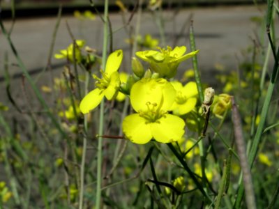 20140828Diplotaxis_tenuifolia