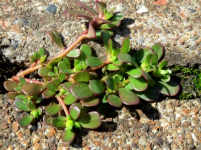 20140828Portulaca_oleracea