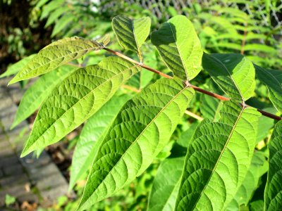 20141101Ailanthus_altissima2 photo