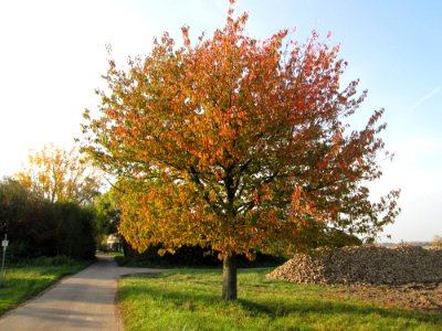 20141102Prunus_sect_Cerasus1