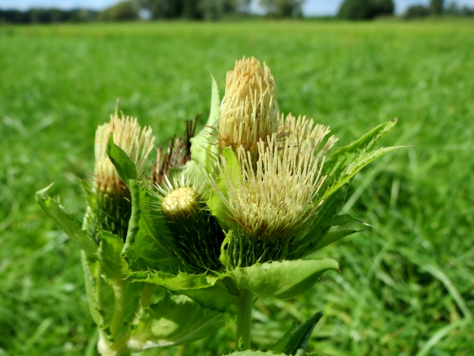 20140824Cirsium_oleraceum2