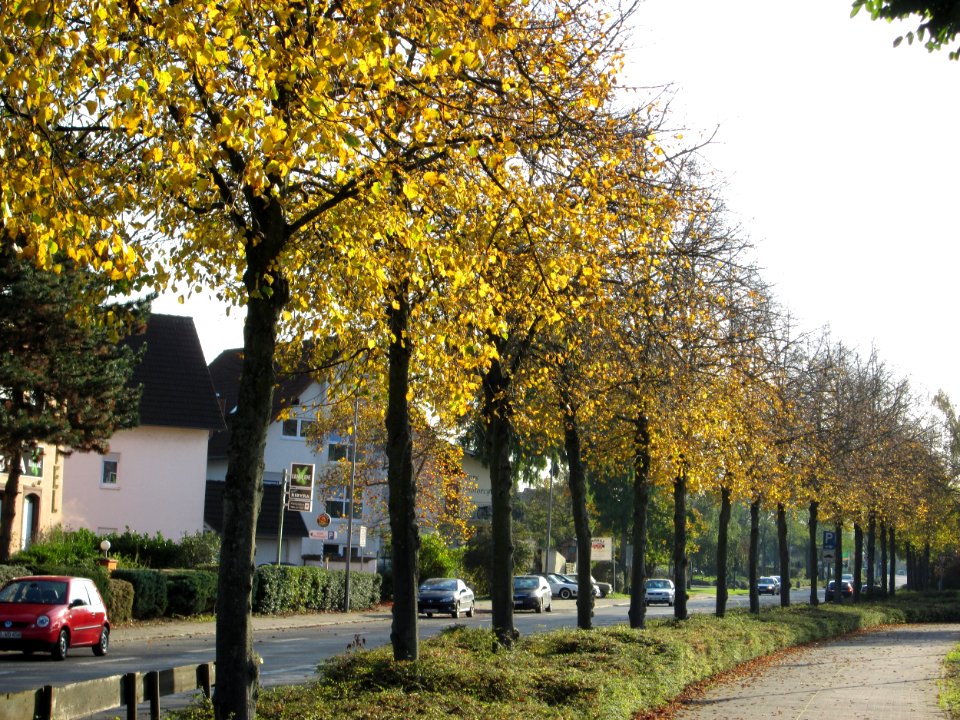 20141102Tilia_cordata