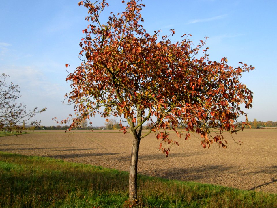20141102Prunus_sect_Cerasus2