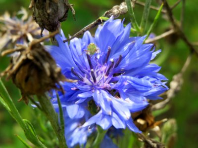 20140820Centaurea_cyanus1 photo